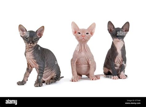 Three Don Sphynx kittens, 8 weeks Stock Photo - Alamy