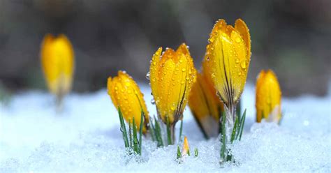 Can Crocus Grow in the Cold and Snow? | Gardener's Path