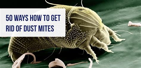 How to Get Rid of Dust Mites [50+ Ways To Kill Dust Mites]