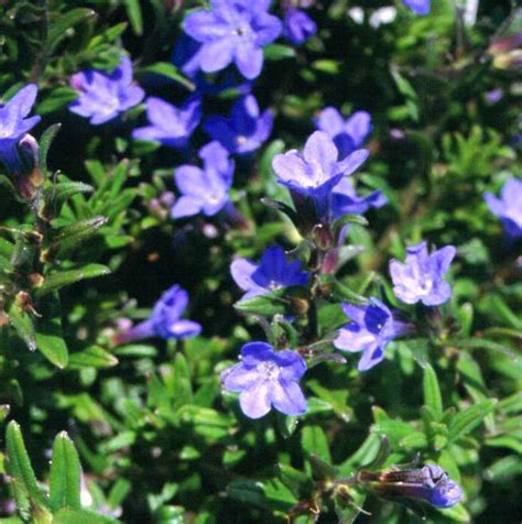 Lithodora Heavenly Blue - Woodfields Nursery