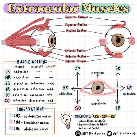 Extrinsic Eye Muscles Diagram