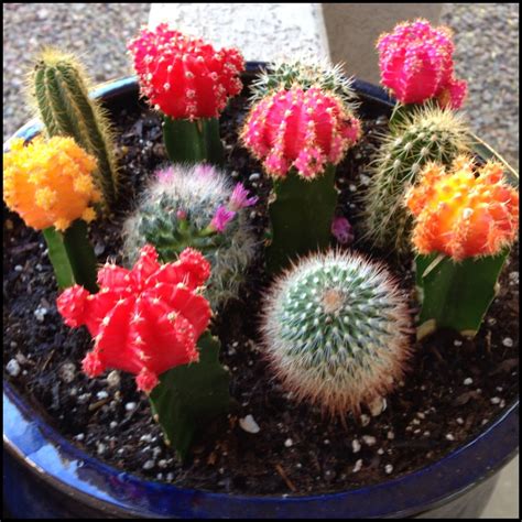 Mini Cacti garden I made this week. I'm quite in love! M.B.J. Indoor Cactus Plants, Indoor ...