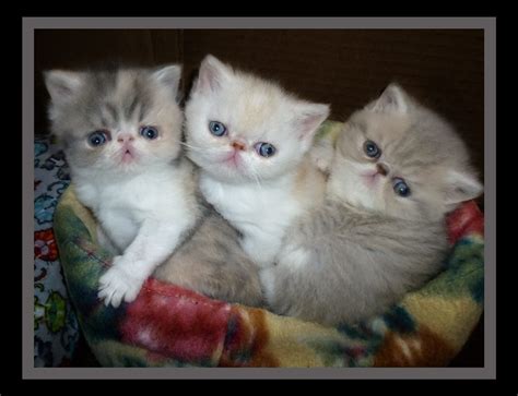 Exotic Shorthair Kittens Available – Stellarosa Exotics