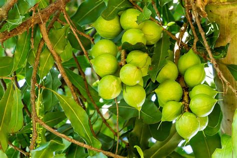 Growing Macadamia Nut Trees: Varieties, Planting Guide, Care, Problems and Harvest