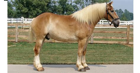 Black Belgian Draft Horse