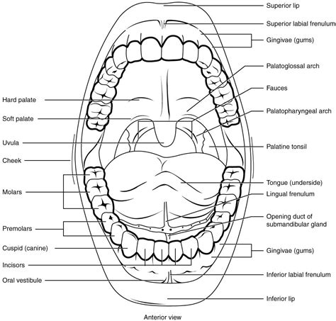 This diagram shows the structure of the mouth. The teeth, lips, tongue ...