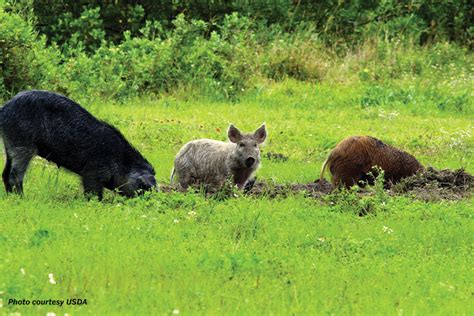 Contraceptive available in Texas to help control wild pigs - Texas Farm Bureau