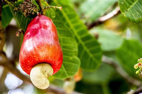 How to Grow Cashew Trees in Your Backyard