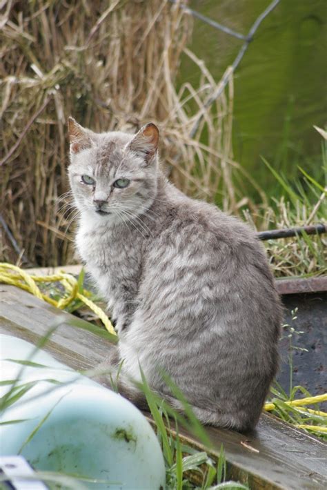 The Feral Life #Compassion Cats: Silver Tabby Portrait Story - Feral ...