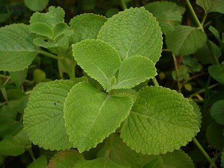 Coleus amboinicus - Wikispecies