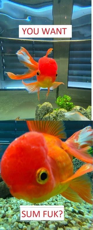 Goldfish memes. Best Collection of funny goldfish pictures on iFunny