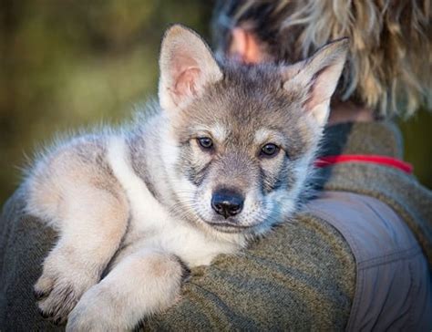 Saarloos Wolfdog Puppy - Behavior Facts and Vaccination of This Breed Till One Year