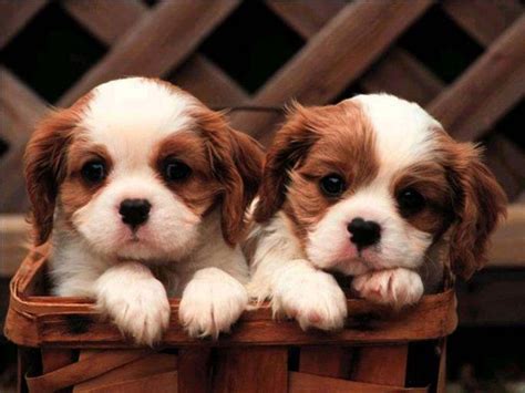 Cute Puppy Wallpapers - Top Free Cute Puppy Backgrounds - WallpaperAccess