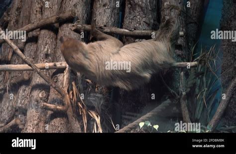 Sloth hanging upside down on a tree branch Stock Video Footage - Alamy