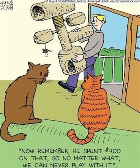 Boomers have the best cat jokes : r/goodboomerhumor