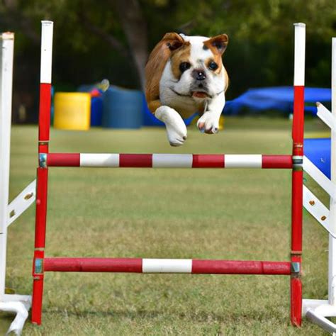 Bulldog Training: Why It's Important and How Positive Reinforcement Can Help