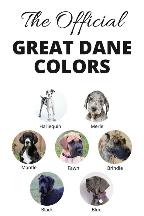 What Color Great Danes Can You Breed