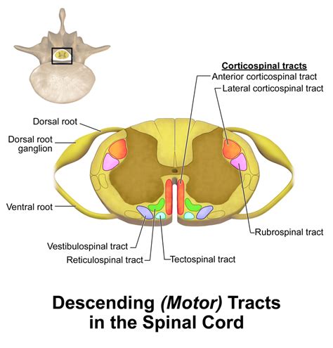 Reticulospinal Tract Facts | Location, Pathology, Roles & Summary