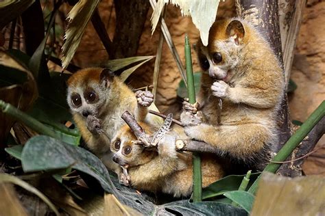 Pygmy Slow Lorises: Meet them at Zoo Leipzig!