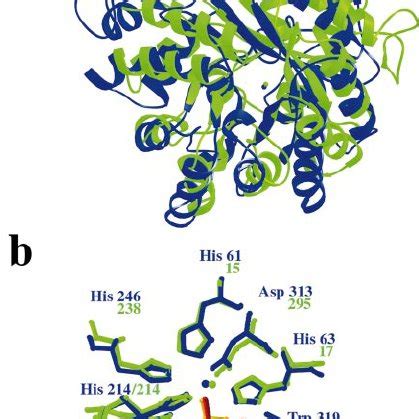 (a) Cytosine deaminase catalyzes conversion of cytosine to uracil and ...