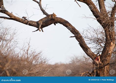 African Leopard Sleeping in a Tree Stock Photo - Image of travel ...