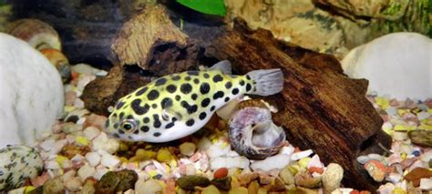 The Ultimate Guide To Freshwater Puffer Fish - FishLab