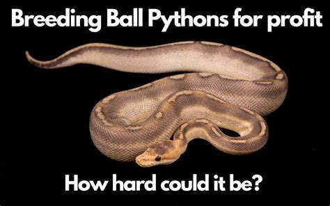 Breeding Ball Pythons for profit | BALL PYTHON BREEDER UK