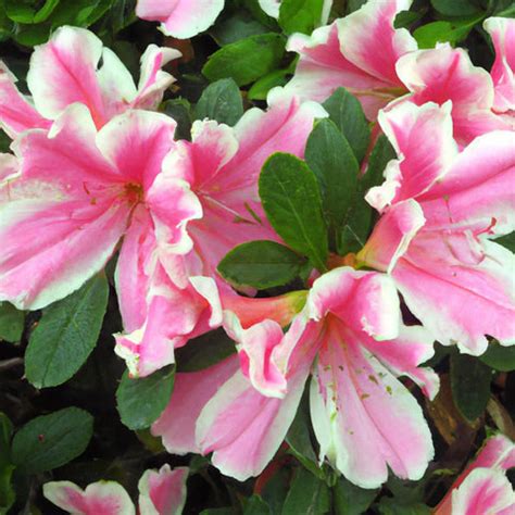 The Complete Guide to Buying, Growing, and Caring for Azalea Plants — Kadiyam Nursery