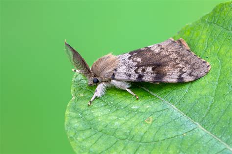 Knowing All About Gypsy Moth: Identification and Prevention