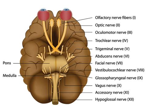 Cranial Nerves - The Definitive Guide | Biology Dictionary