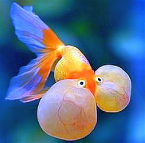 Bubble Eye | Tropical Fish Keeping