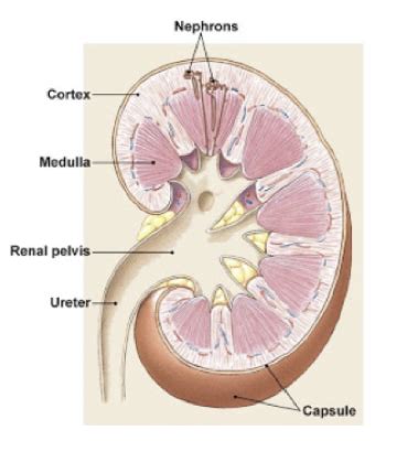 1.2 Renal Perfusion and Filtration Flashcards | Quizlet