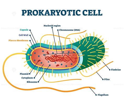 Prokaryotic cell structure diagram, vector illustration cross section labeled scheme - VectorMine