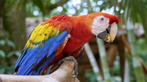 La Guara Roja o Guacamaya Roja – Ave Nacional de Honduras – RedHonduras.com - El referente de ...