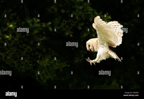 Barn owl hunting Stock Photo - Alamy