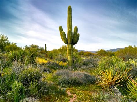 Growing Saguaro Cactus: Information On Saguaro Cactus Care