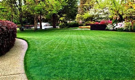 A Proven Process to Create a Beautiful Green Lawn In Colorado