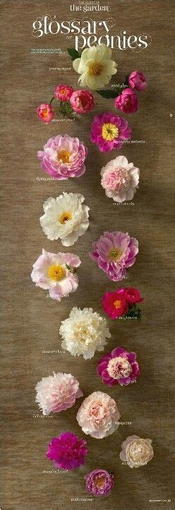 Peony Bloom Time Chart