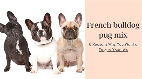 8 Reasons Why You Want a Frug in Your Life | French bulldog and pug dog mix - YouTube