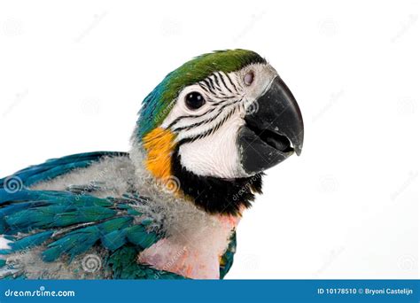 Baby macaw stock photo. Image of aviary, expressive, portrait - 10178510