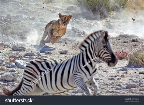 Lion Hunting Zebra Stock Photo 37730884 : Shutterstock