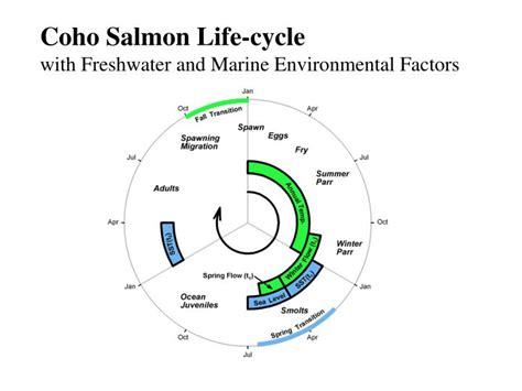 PPT - Closing the Loop: Environmental Variability Throughout the Life-cycle of Oregon Coastal ...