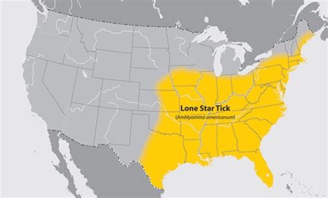 lone star tick - Amblyomma americanum (Linnaeus)