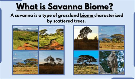 Savanna Biome-Characteristics, Types, Location, Climate, and Examples