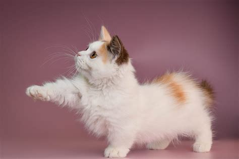 Munchkin Cat Photos | Cat-World