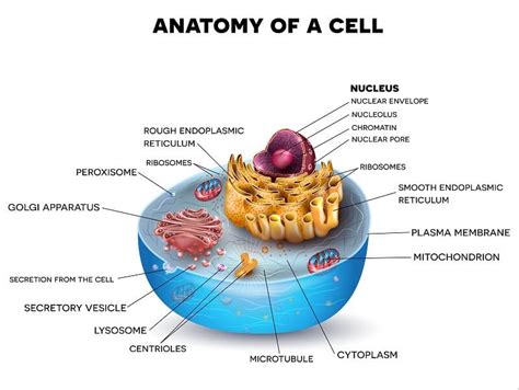 Animal Cell Cell Membrane