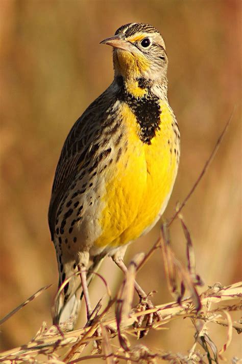 Kansas State bird - meadowlark | Beautiful birds, Kansas state bird, Bird