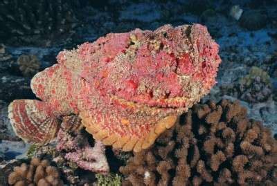 Studying stonefish venom may help combat transplant rejection