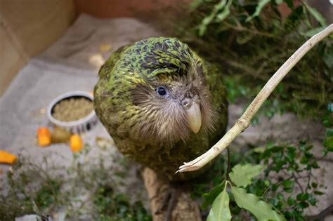 50 Kooky Kakapo Facts: The Only Flightless Parrot - Facts.net