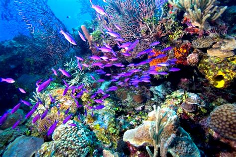 The Great Barrier Reef